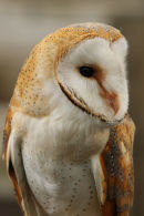 Barn Owl...