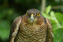 Sparrow Hawk...