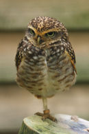 Burrowing Owl...