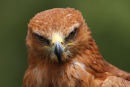 Tawny Eagle...