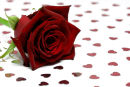 Rose with Hearts......