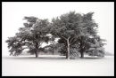 Snow Trees...