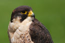 Peregrin Falcon...