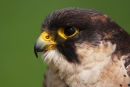 Peregrin Falcon...