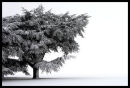 Snow Tree..