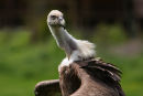 Griffon Vulture...