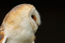 Barn Owl...