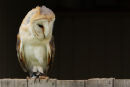 Barn Owl...
