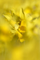 Abstract Daffodils....
