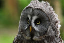 Great Grey Owl...