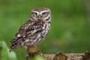 Little Owl...