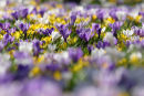Loads of Crocus :o)