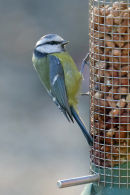 Blue Tit on Peanuts.....