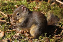 Squirrel - Stanley Park