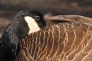 Canada Goose - Stanley Park