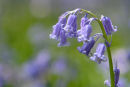 Bluebells...