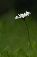 Daisy in lawn...