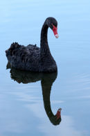 Black Swan