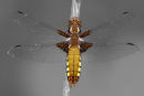 Female Broad-bodied Chaser