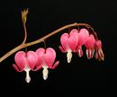 Bleeding Hearts