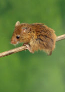 Harvest Mouse