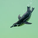 Penguin diving...