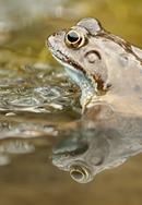 Frog Reflection