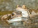 Frogs