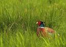 Pheasant