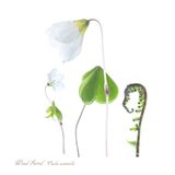 Wood Sorrel