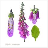 Foxglove