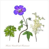 Meadow Cranesbill with Meadowsweet