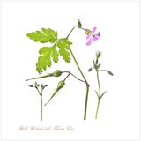 Herb Robert with Mouse Ear