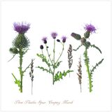 Three Thistles