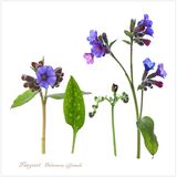 Lungwort
