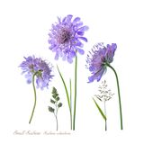 Small Scabious