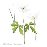Wood Anemone