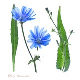 Chicory
