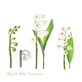 Lily of the Valley