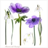 5 - Anemones with Snowdrops