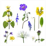 Found on Covid 19 Lockdown Walks