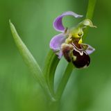 Bee Orchid