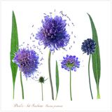 Devil's bit Scabious