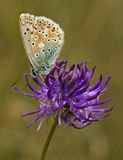 Chalkhill Blue