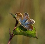 Common Blue (1)