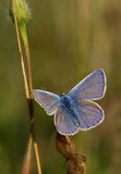 Common Blue (2)