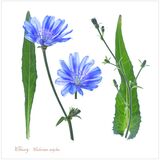 Chicory