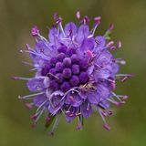 Devil's Bit Scabious