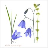 Harebell