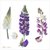 Lupins